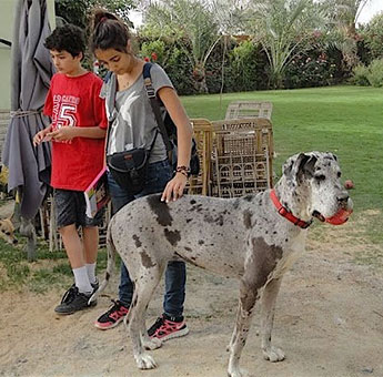 Children With a Great Dane